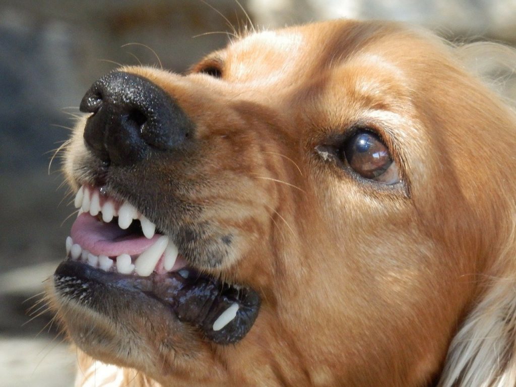 cão bravo possui microbioma diferente