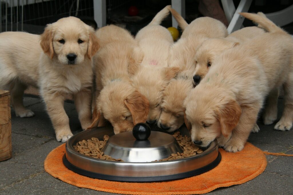 alimentos probidos cães