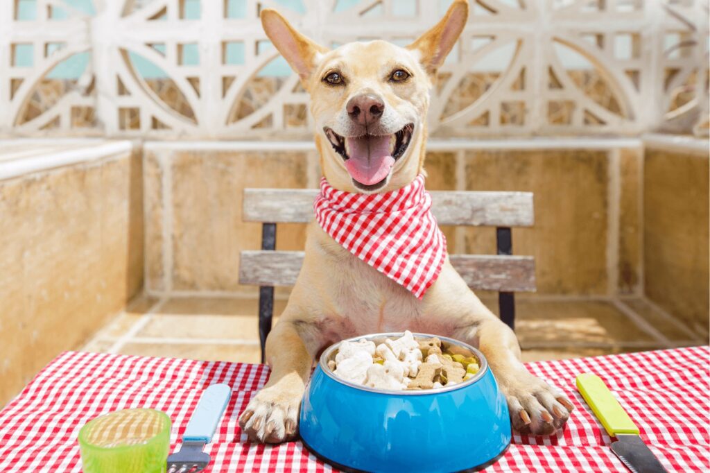 Um cão com um prato de ração na mesa ilustrando o texto sobre digestão de cães e gatos.