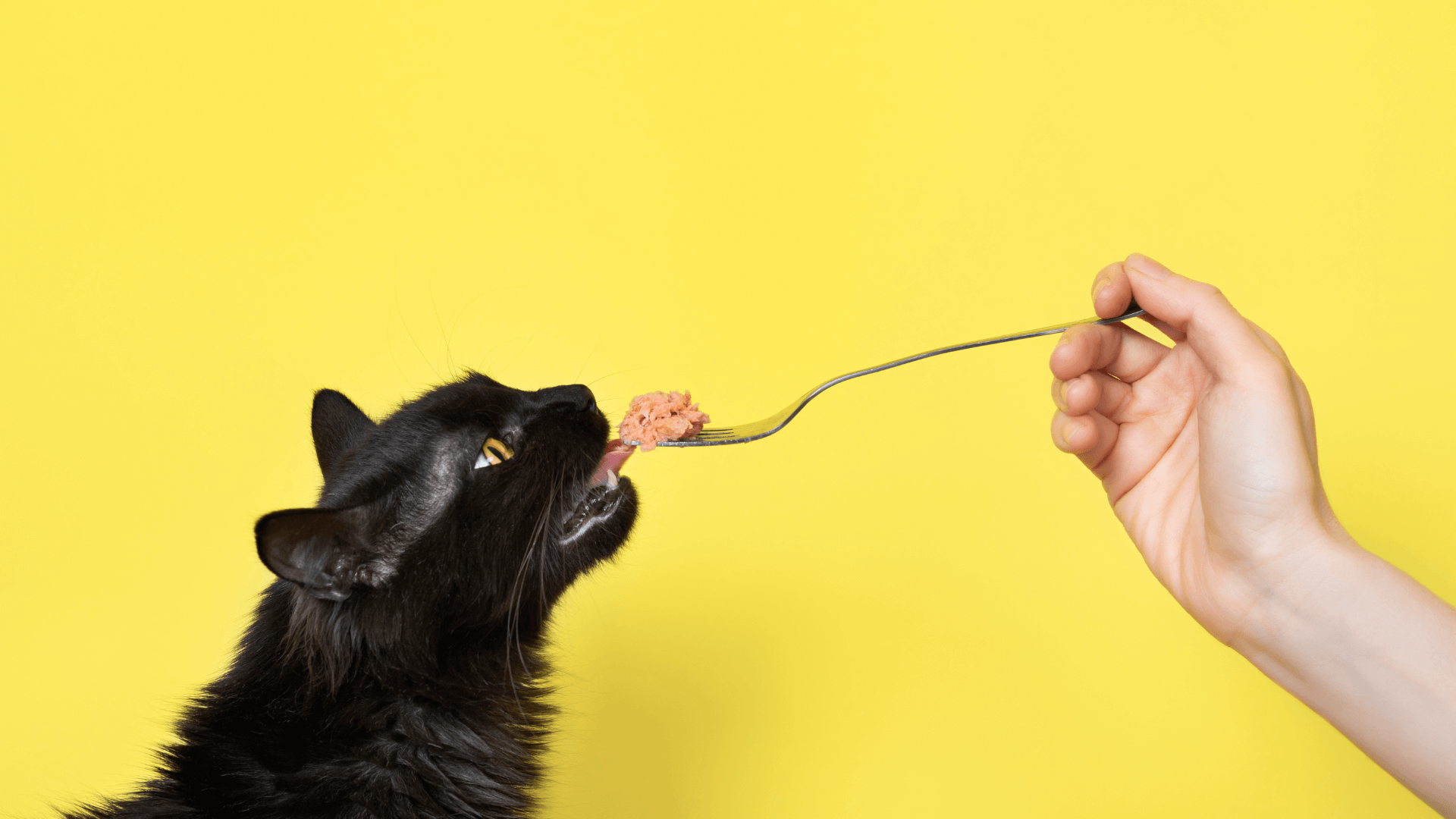 Dieta para gatos e inflamação