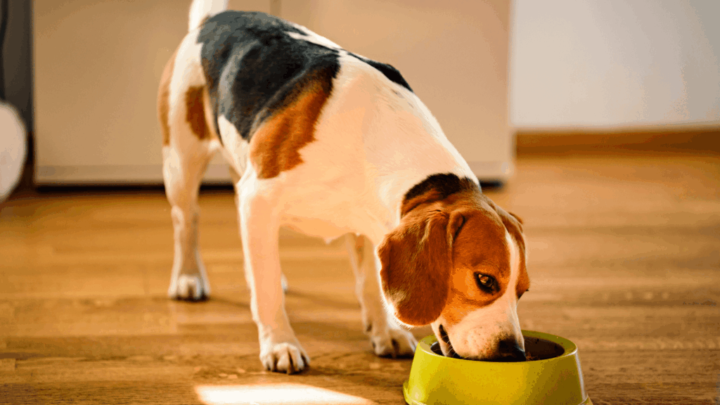 Dieta para cães e saúde intestinal