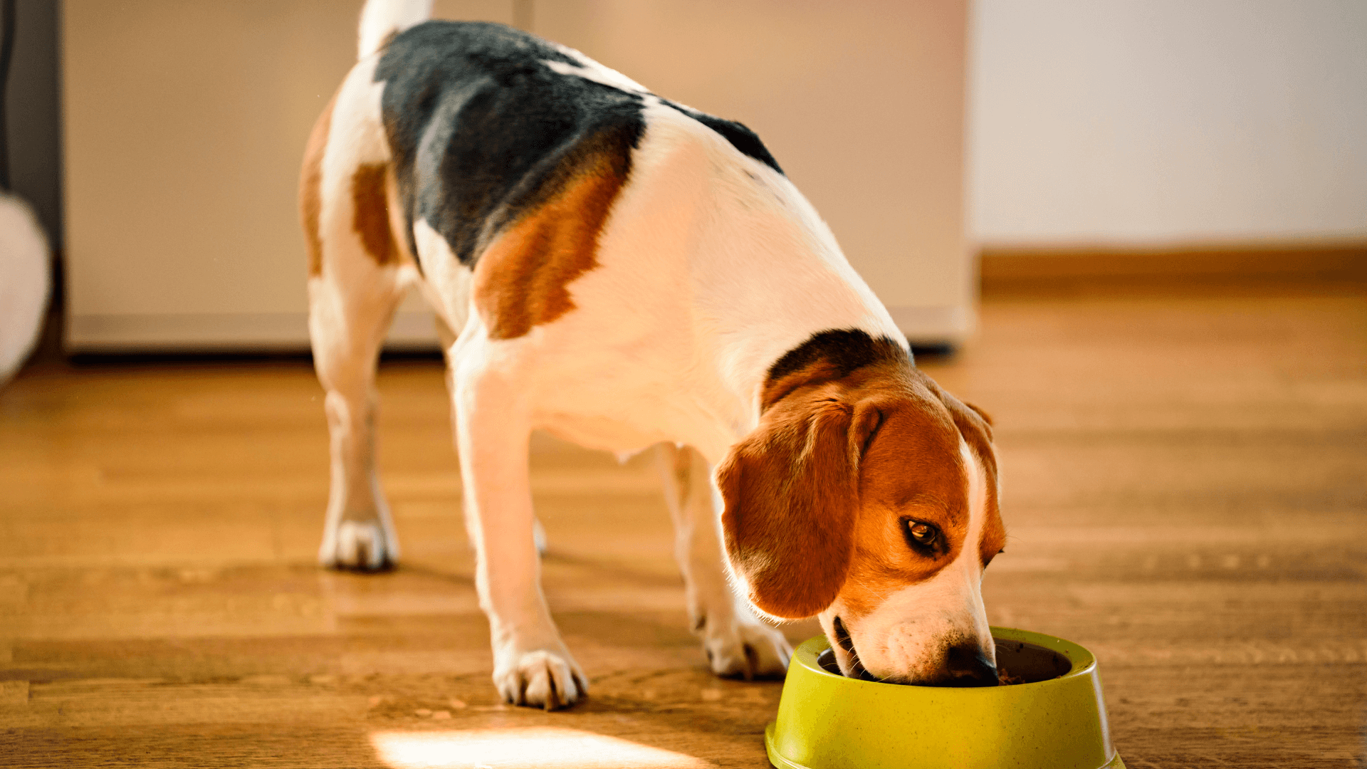 Dieta para cães e saúde intestinal