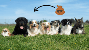 transplante de microbiota fecal em cães