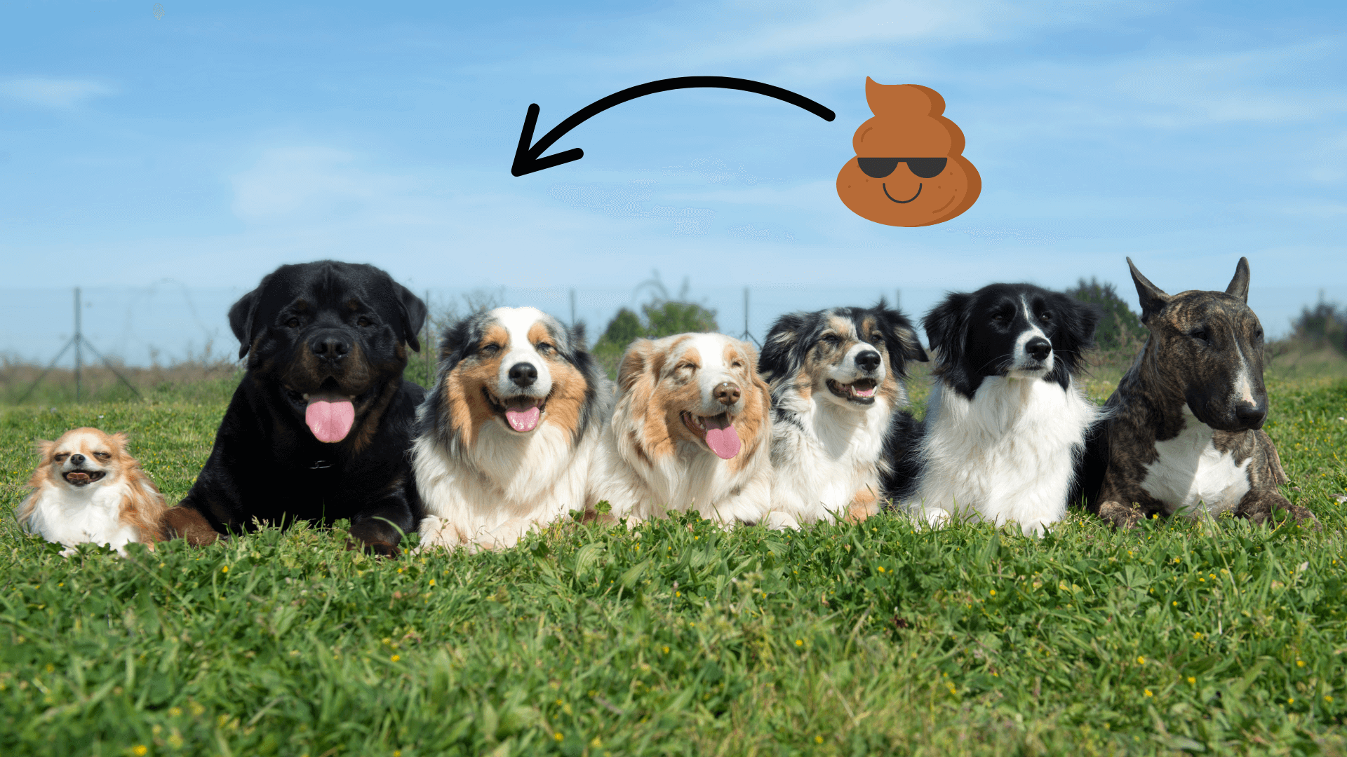 transplante de microbiota fecal em cães